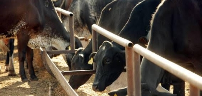 Próximos meses serão desafiadores para o setor de leite