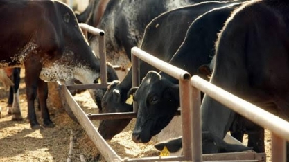 Próximos meses serão desafiadores para o setor de leite