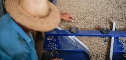 Grão especial puxa ‘renascimento’ do café em São Paulo