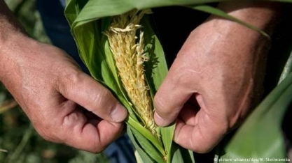Agricultores alemães já sentem as mudanças climáticas