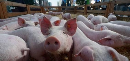Com medo da peste suína, França colocará cerca na fronteira com a Bélgica