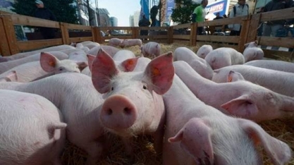 Com medo da peste suína, França colocará cerca na fronteira com a Bélgica