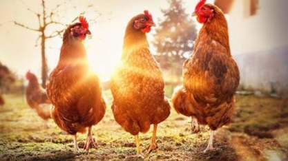 O frigorífico que produz carne de frango sem matar uma ave