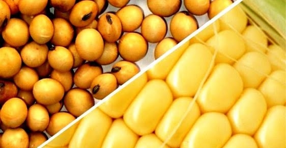 Compradores de soja e milho do Brasil se retraem com queda do dólar 