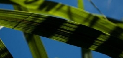 Genes que tornam a cana mais resistente à seca são identificados