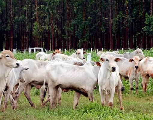 Projeto de integração lavoura, pecuária e floresta em Ipameri (GO) 