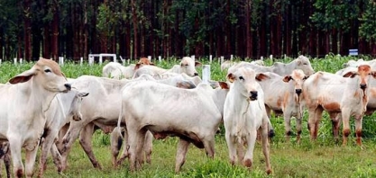 Estrutura regulatória do agro não acompanhou crescimento de exportações