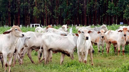 Estrutura regulatória do agro não acompanhou crescimento de exportações