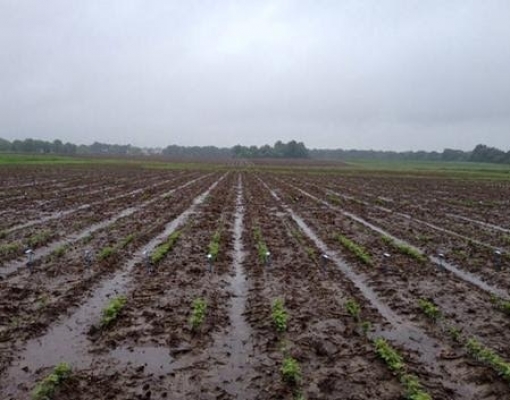 Excesso de umidade em MS e no Sul exige atenção para safra de soja