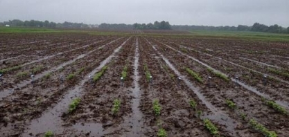 Excesso de umidade em MS e no Sul exige atenção para safra de soja