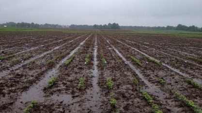 Excesso de umidade em MS e no Sul exige atenção para safra de soja