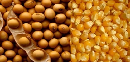 Exportação de milho do Brasil perde ritmo ante setembro; soja mantém força