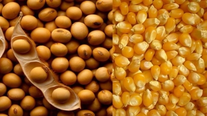Exportação de milho do Brasil perde ritmo ante setembro; soja mantém força