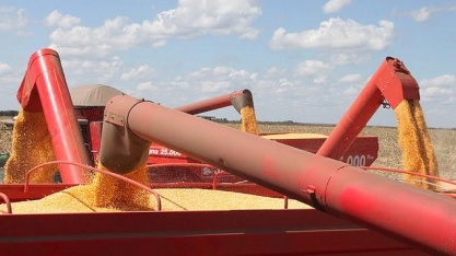 USDA: Produção de milho do Brasil em 2018/19 deve ser de 95 mi t 
