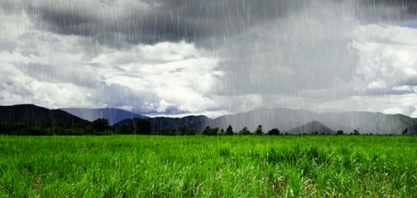 Moagem de cana no Centro-Sul volta a cair com chuvas e menor oferta 