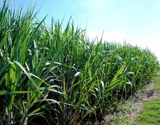 Produtores de cana denunciam favorecimento de indenizações para Usinas