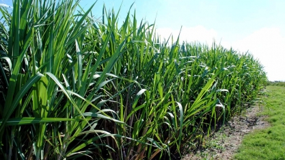 Produtores de cana denunciam favorecimento de indenizações para Usinas