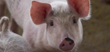 China diz que resíduos de cozinha disseminaram peste suína 