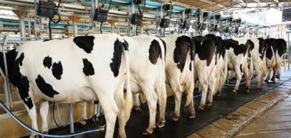 Leite mantém queda de preços no campo, mostra Cepea