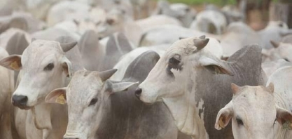 JBS investe R$ 45 milhões de olho no mercado chinês