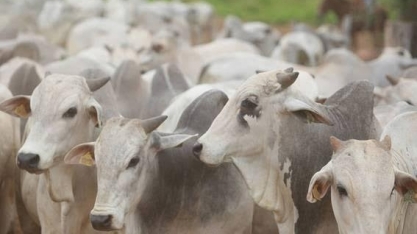 JBS investe R$ 45 milhões de olho no mercado chinês