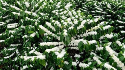 Cepea vê nova florada nos cafezais nos próximos dias; alerta para tempo 