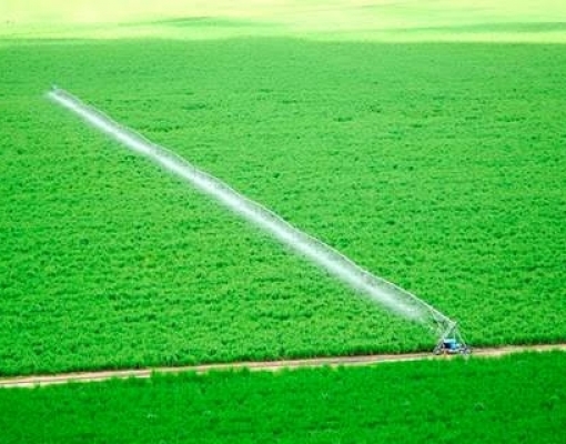 Irrigação: Cultivo de cana-de-açúcar convencional e orgânica o ano todo