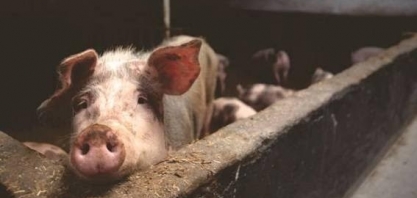Peste suína avança na China e deve mexer com o mercado mundial