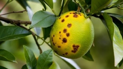 Região de Limeira tem a segunda maior incidência de greening em SP e MG 