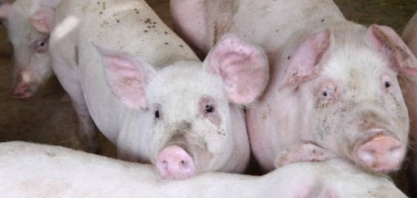 China relata novos surtos de peste suína africana em quatro províncias