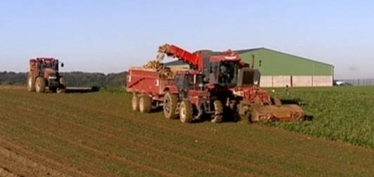 Europa: Plantio de beterraba açucareira deve diminuir