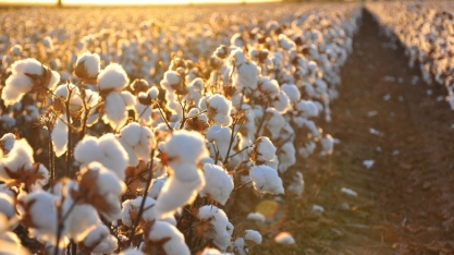 Maersk vê aumento de mais de 50% em exportação de algodão até 2020/21