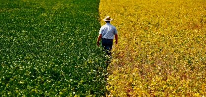 Conab estima produção de grãos em até 238,3 milhões de toneladas