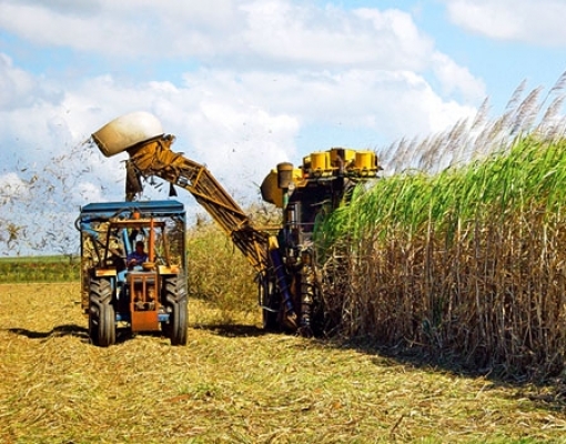 Centro-Sul eleva mix para açúcar na 1ª parte do mês