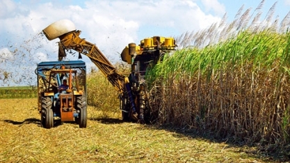 Centro-Sul eleva mix para açúcar na 1ª parte do mês