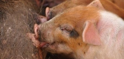 China luta contra peste suína africana,conforme reporta 50º caso da doença