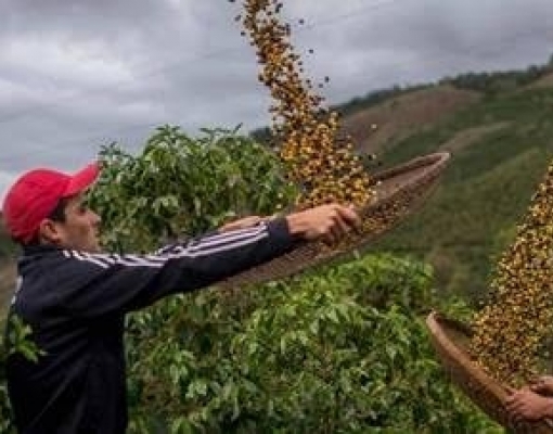 Fazendeiros em plantação de café no ES; país ganharia com eliminação de barreiras, aponta estudo
