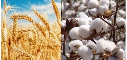 Produtores de algodão e trigo têm margens de ganho favoráveis
