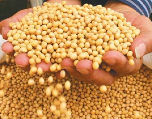 Surto de peste suína deve limitar importações de soja pela China