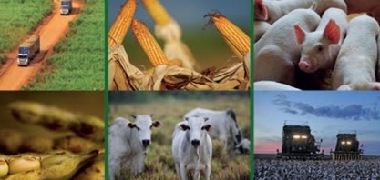 Valor da Produção Agropecuária é de R$ 578,2 bilhões