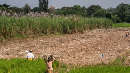 Produção de açúcar da Índia em 18/19 ficará abaixo do previsto,a 30 mi ton