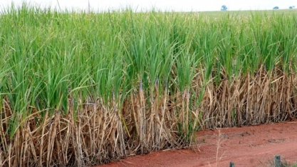 Grãos avançam sobre áreas de canaviais no Centro-Oeste de SP 