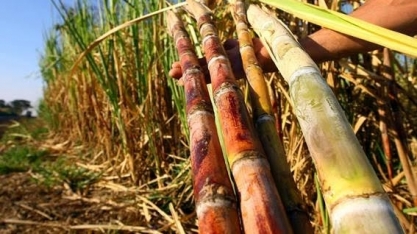 País é referência mundial em fontes renováveis