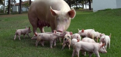 Exportação de carne suína alcança 63 mil t em outubro,+ 8,1% ante out/2017