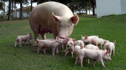 Exportação de carne suína alcança 63 mil t em outubro,+ 8,1% ante out/2017