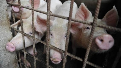 Peste suína na China força país a elevar importação de carnes