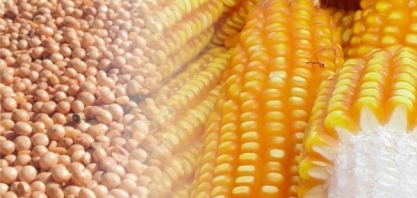 Conab ajusta safra de soja 2018/19 para baixo, eleva exportação 