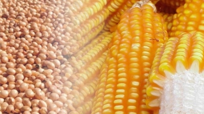 Conab ajusta safra de soja 2018/19 para baixo, eleva exportação 