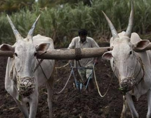 Açúcar/Índia: USDA estima produção de 35,9 mi de t em 2018/19 (+ 5%)