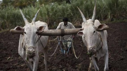 Açúcar/Índia: USDA estima produção de 35,9 mi de t em 2018/19 (+ 5%)